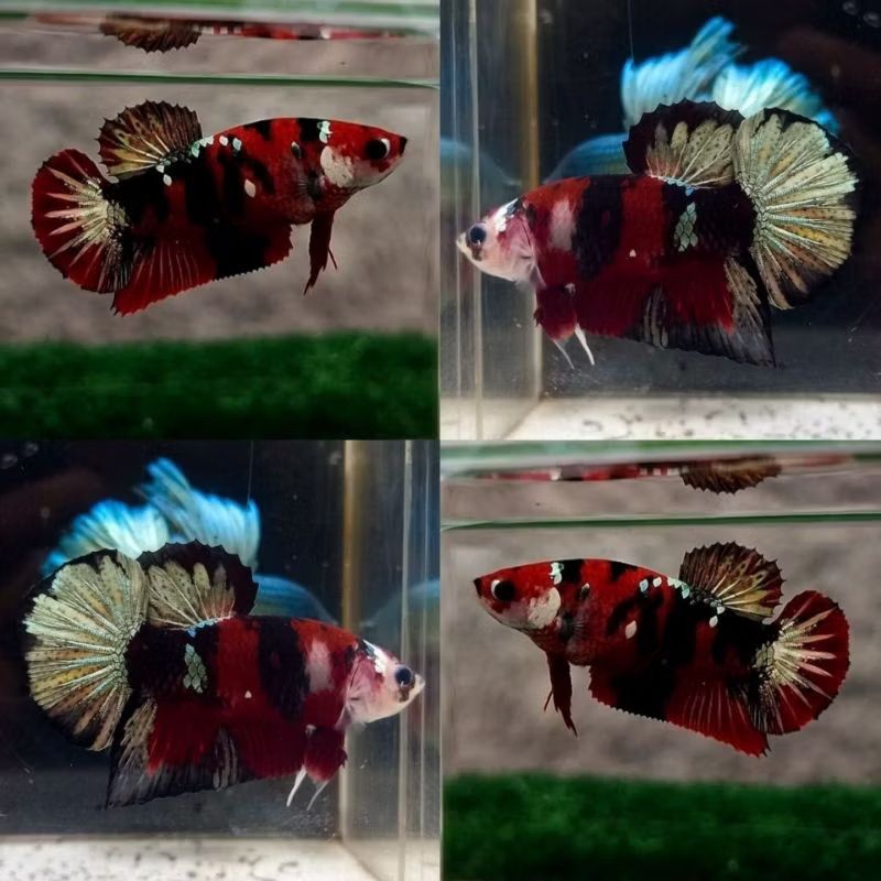 Sepasang Ikan cupang Red Koi Cooper Top Grade