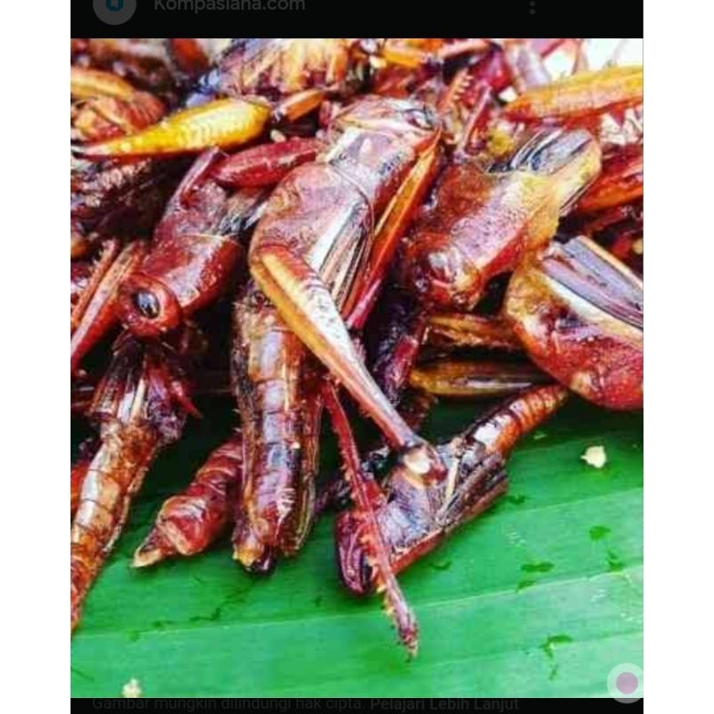 

walang kayu oryginal