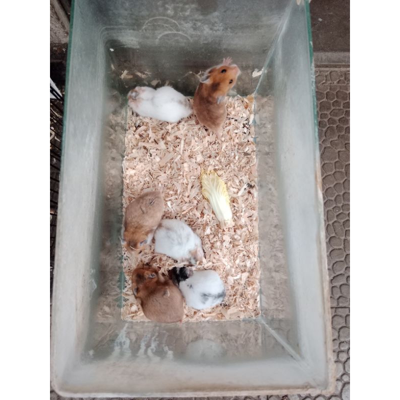 ANAKAN HAMSTER SHIRYAN HIDUP