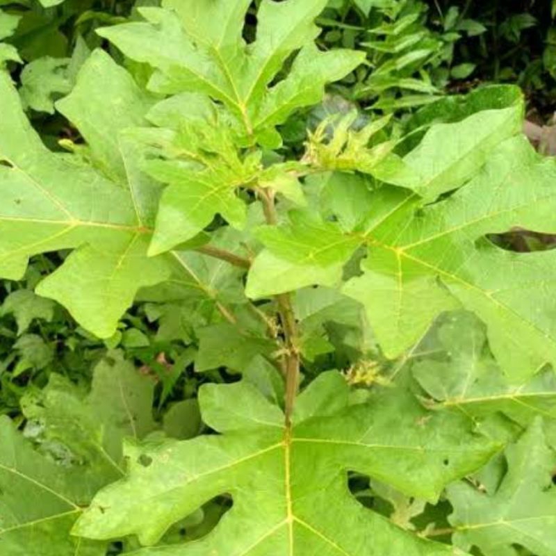 

Daun Cepokak Segar petik langsung 500 gram