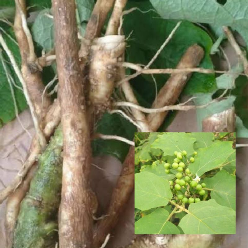 

Akar pohon cepokak fresh 1 kg organik