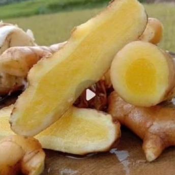 

Temu mangga asli segar sudah dicuci