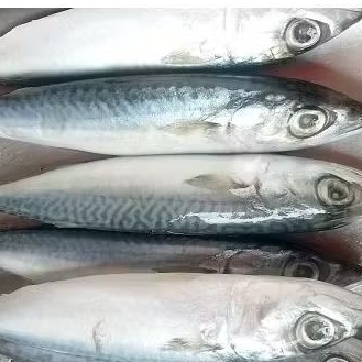 

IKAN KEMBUNG/ MAKAREL +/- 1KG