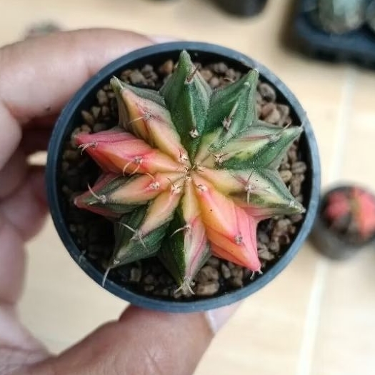 kaktus gymno Lb variegata super selected