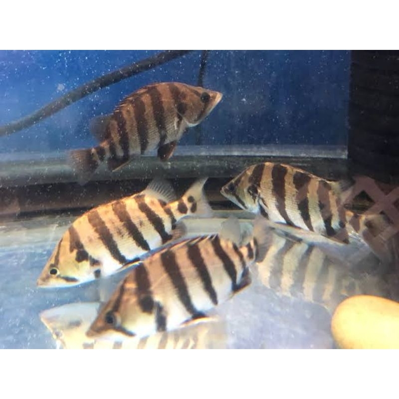 Datz Silver Simet Size 12-13cm realize bergaransi COD