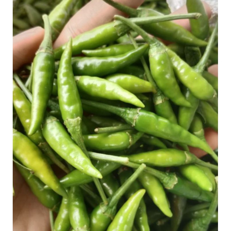 

rawit hijau caplak lancip segar baru fress 1kg