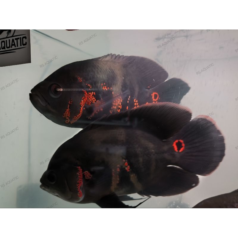 Oscar Tiger/Batik 4 jari