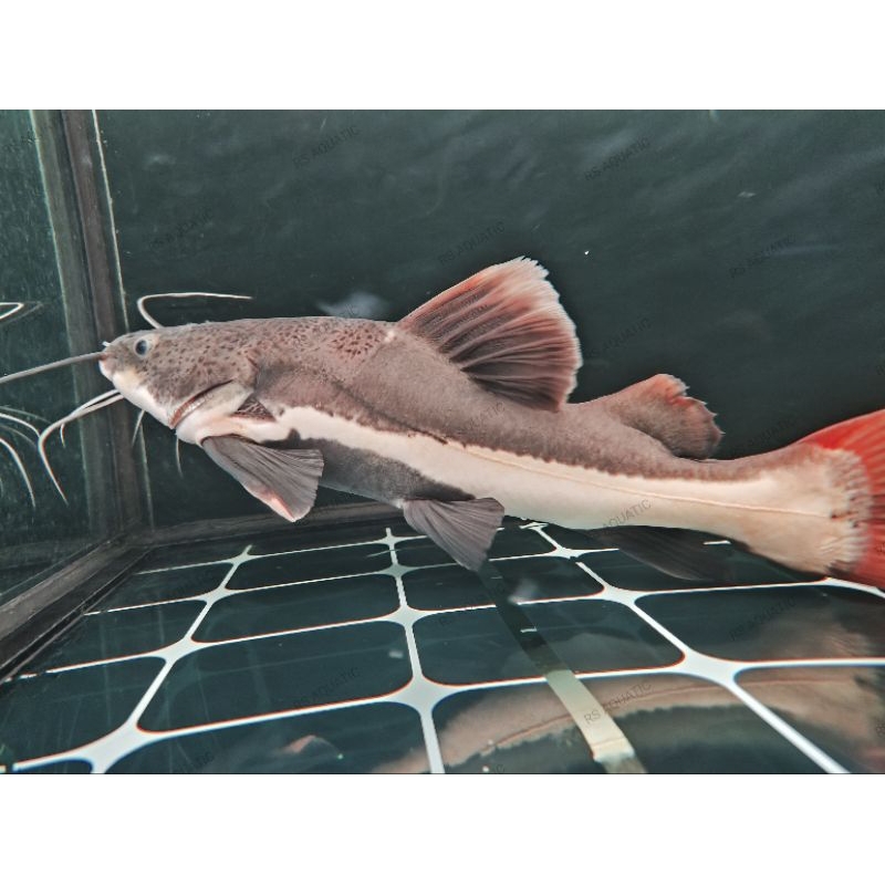 Red Tail Catfish/RTC/Lele Amazon size -+40cm