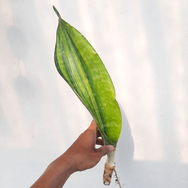 Sansevieria Malawi Midnight variegata