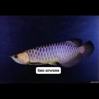 arowana golden red bluebase lengkap