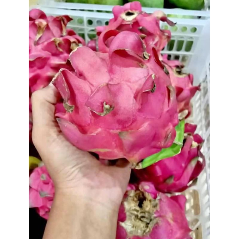 

buah naga berat 1kg