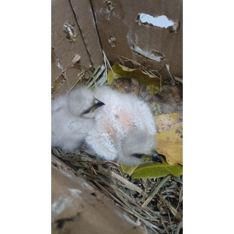 burung alap alap CG