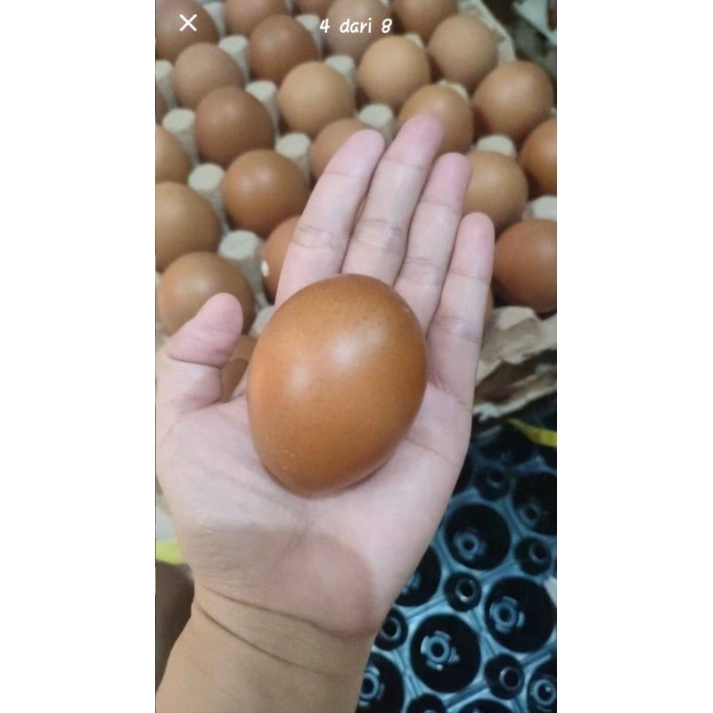 

Telur ayam