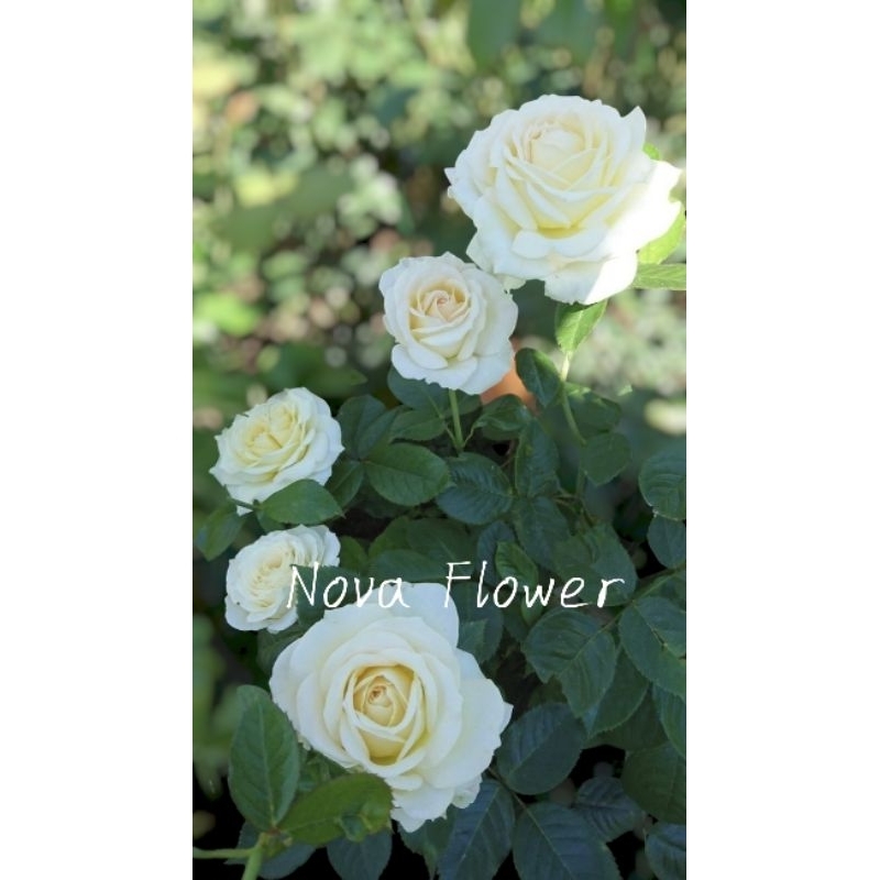 Tanaman Bunga Mawar Holand Kelopak besar Indukan