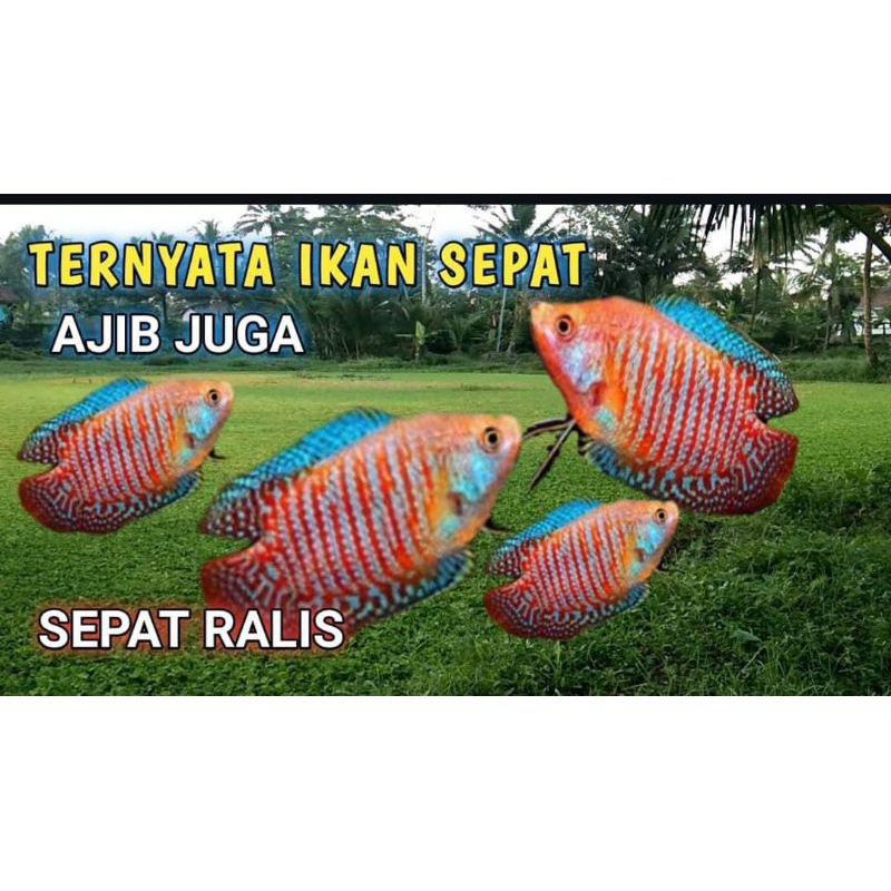 sepat ralis/Alius gurami dwarf isi 6pcs