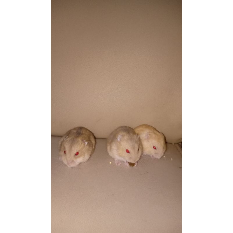 HamsterWinterWhiteJinakLucu