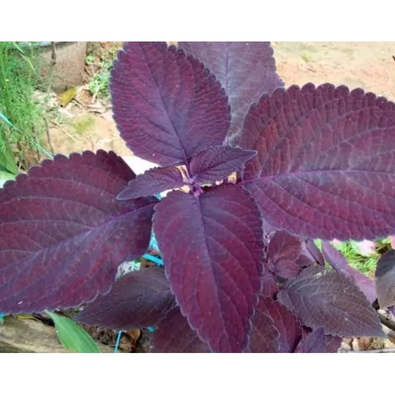 

DAUN JAWER KOTOK SEGAR 500 GRAM