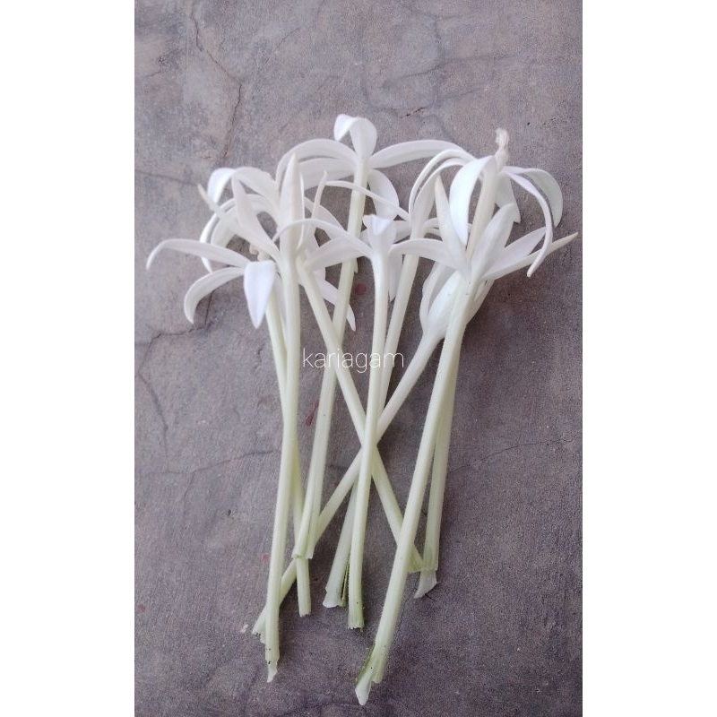 

BUNGA KITOLOD SEGAR | FRES | PETIK Obat Mata Rabun per-12 tangkai.