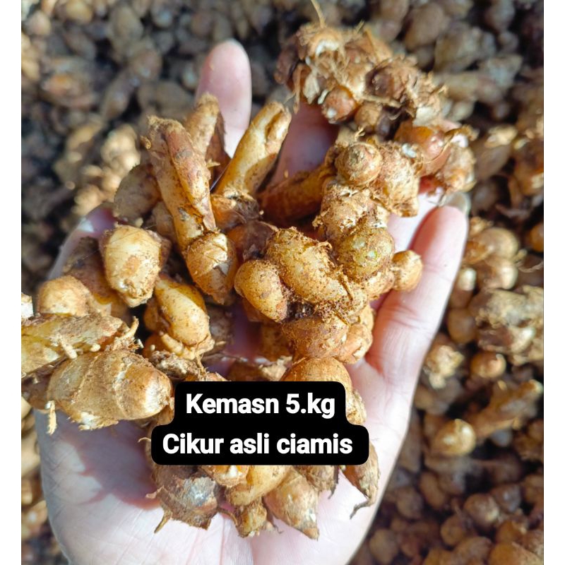 

ready kemasan ( 5.kg ) KENCUR SEGAR KENCUR CIAMIS WANGI COCOK UNTUK BUMBU SBLAK DLL