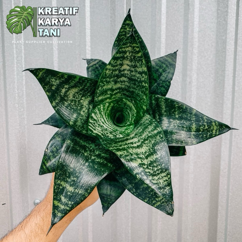 Tanaman hias sansivera mini hijau - Sansivera mini kodok - Sansivera mini hijau