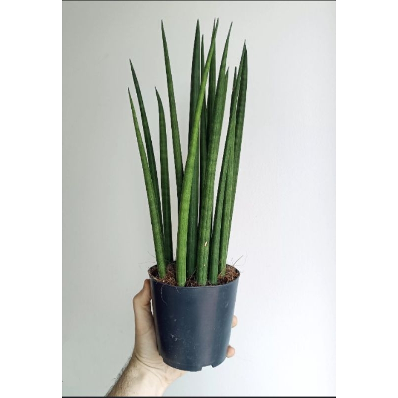 SANSEVIERIA CYLINDRICA, BUNGA SANSEVIERIA CYLINDRICA, LIDAH MERTUA ,BUNGA LIDAH MERTUA, BUNGA, TANAM