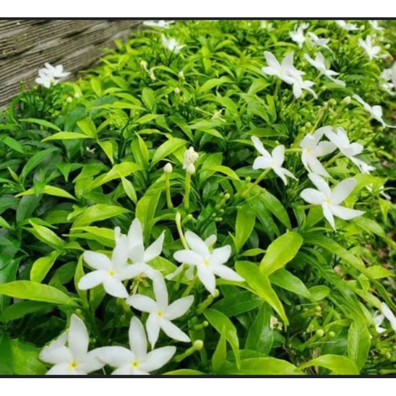 MELATI JEPANG, BUNGA MELATI JEPANG, TANAMAN BUNGA MELATI JEPANG, TANAMAN HIAS, BIBIT BUNGA MELATI JE