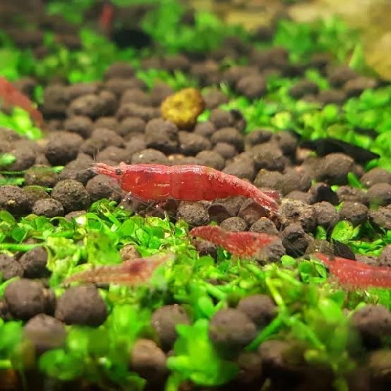 Paket Stiker Udang Hias Hidup RCS Isi 10 Ekor/Paket Udang Hias Aquascape Red Cherry Isi 10 Ekor/RCS/