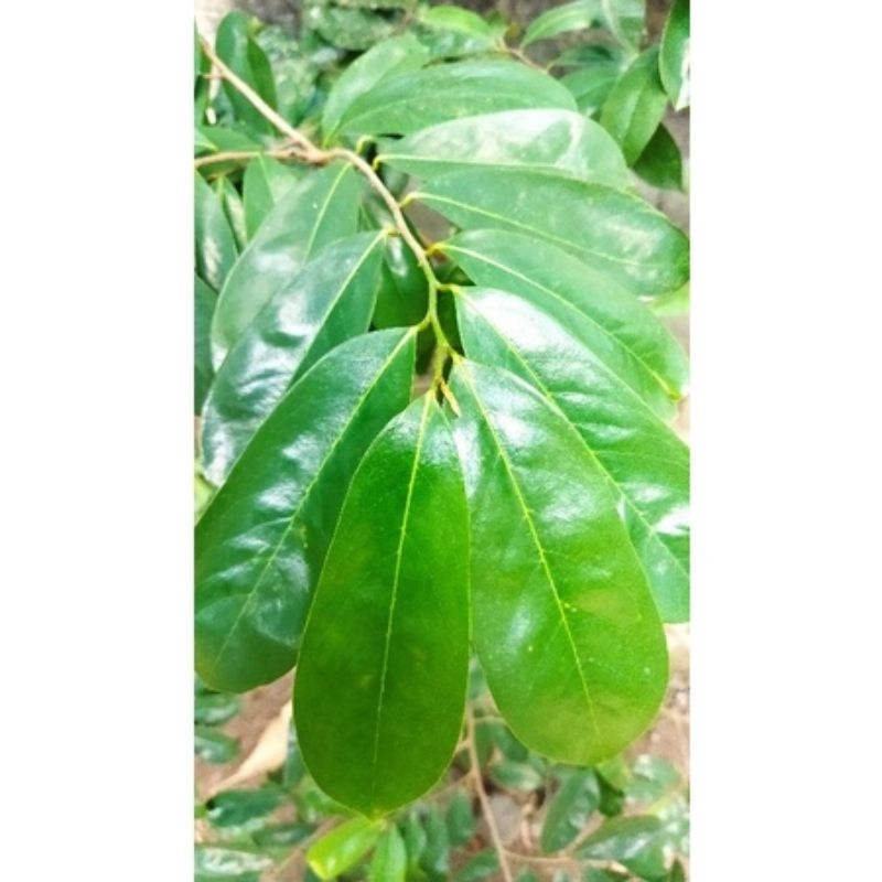 

daun sirsak segar 50gram