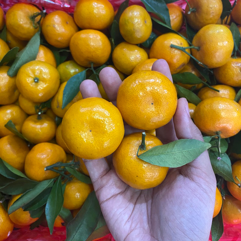 

JERUK SHANTANG JERUK MINI ENAK MANIS ASAM MURAH FRESH