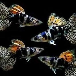 GUPPY YTKC (yellow tiger king cobra)