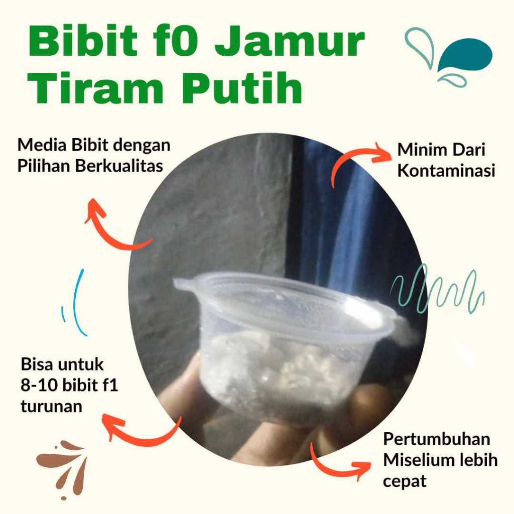 

Bibit f0 jamur tiram putih berkualitas