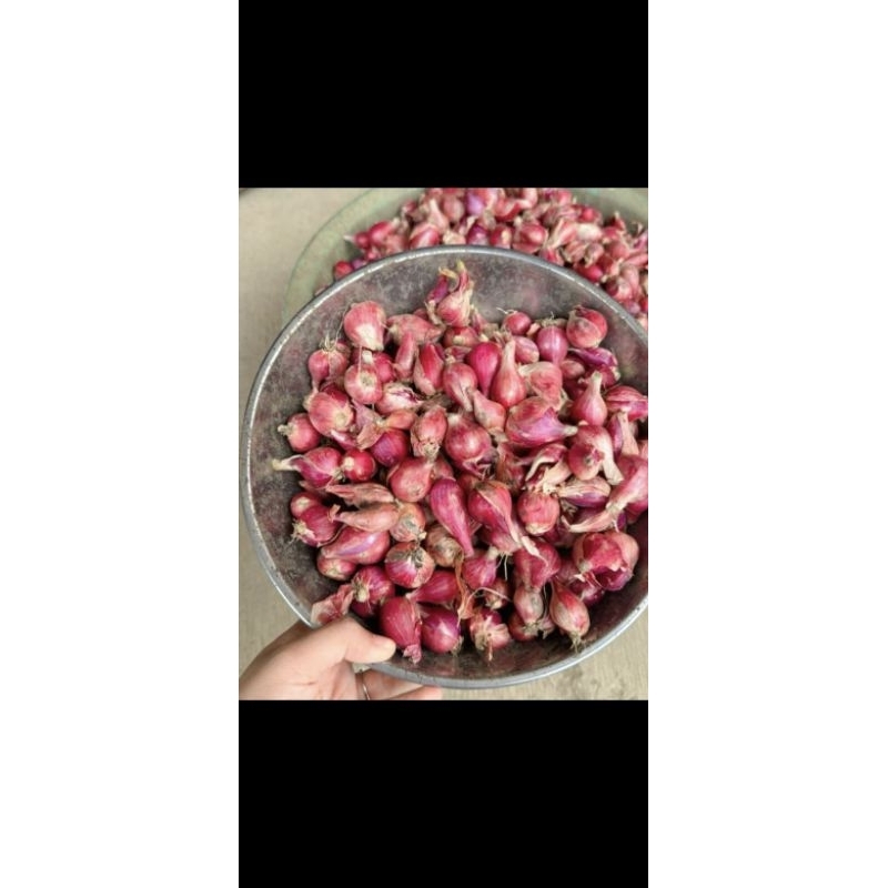 

Bawang Merah Asli Brebes Kering Murah Kemasan 1 Kg