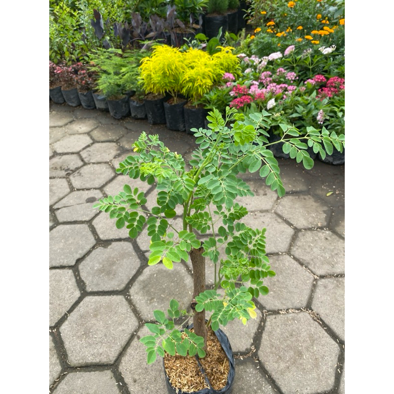 Kelor, Pohon Kelor Batang Besar Berkualitas