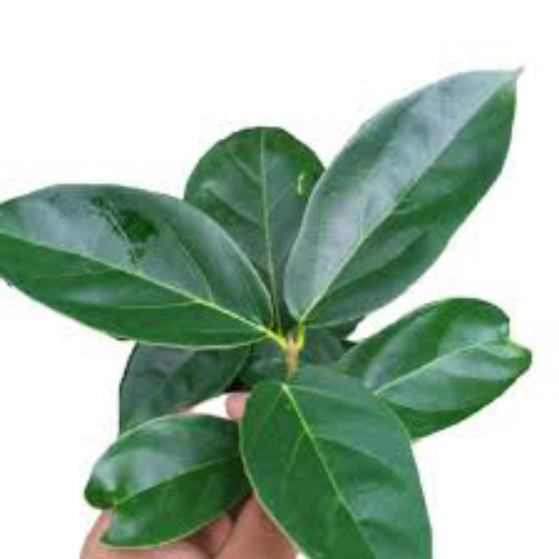 

100 LEMBAR DAUN CINCAU PERDU JELLY SEGAR TERMURAH TERLARIS