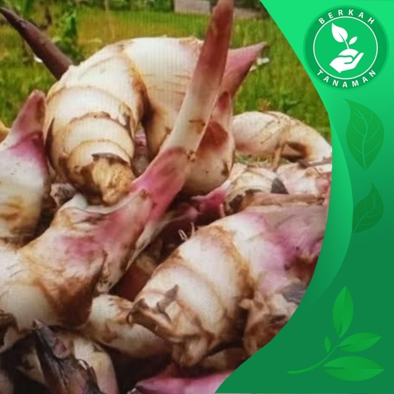 

Umbi Ganyong Segar Per 1kg