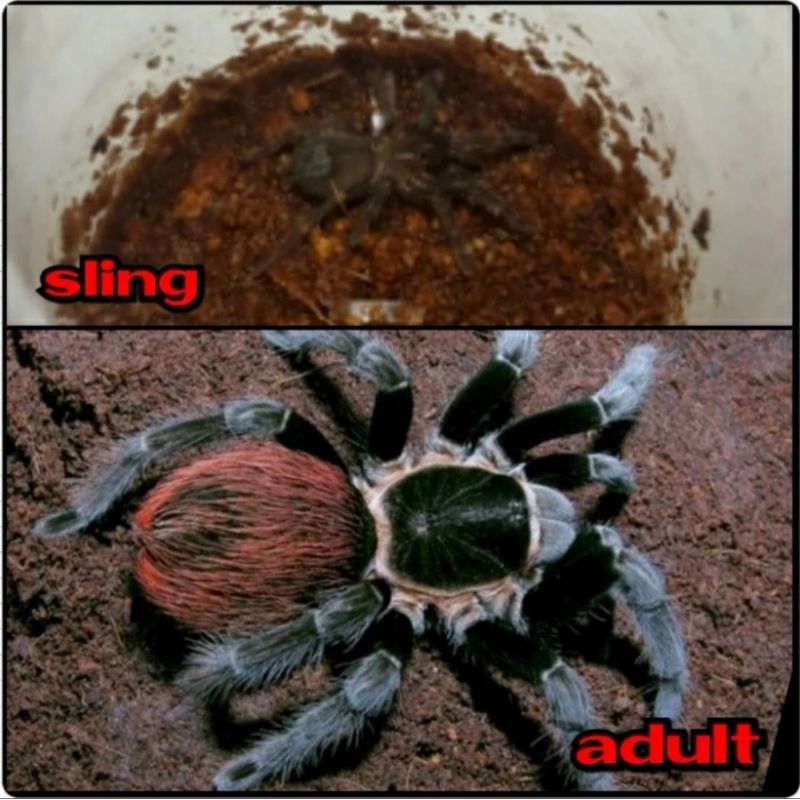 Mainan tarantula Brachypelma Vagans