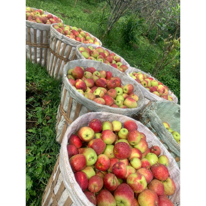 

Apel Ana Cherry Murah 1 kg ukuran sedang Petik langsung dari kebun