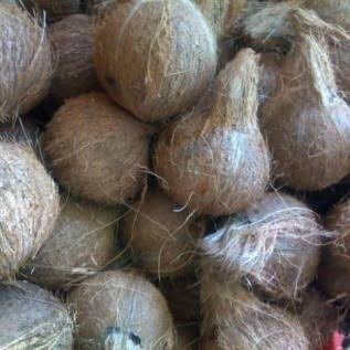 

(PROMO)Buah Kelapa Tua Utuh Kupas