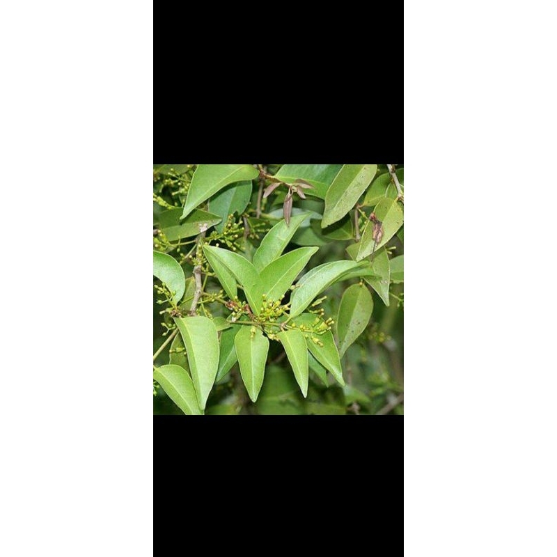 

daun benalu mangga 250 gram