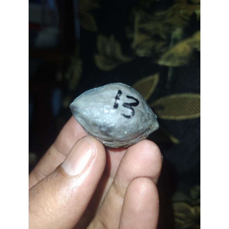 Muncang Jabra Paket 100 dapat 5biji