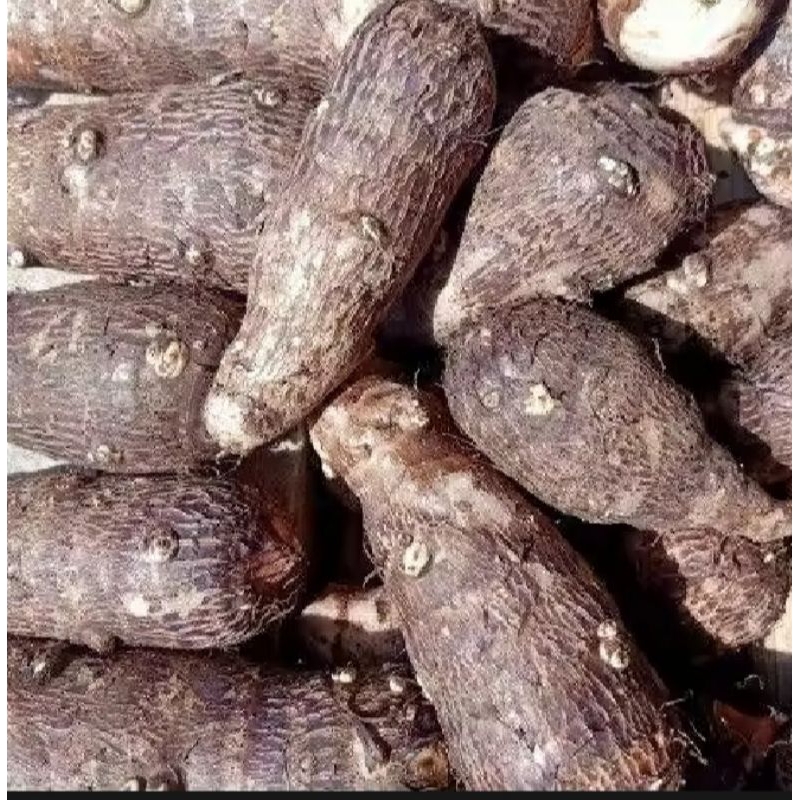 

Umbi Tales sipulen 1kg