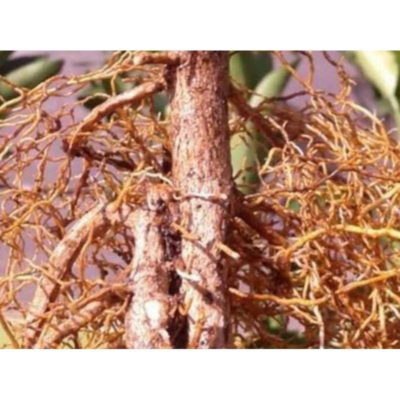 

Akar jeruk bali segar organik fresh 500 gram