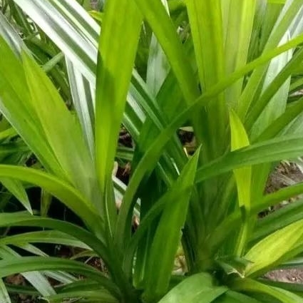 

daun pandan wangi fresh satu ikat 20 lembar kualitas super
