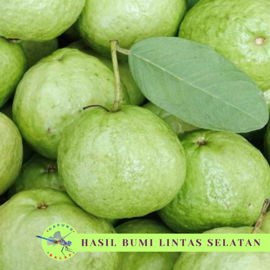 

Jambu Kristal kebumen 1kg Jambu kristal renyah non biji Manis renyah Jambu fresh tanpa biji