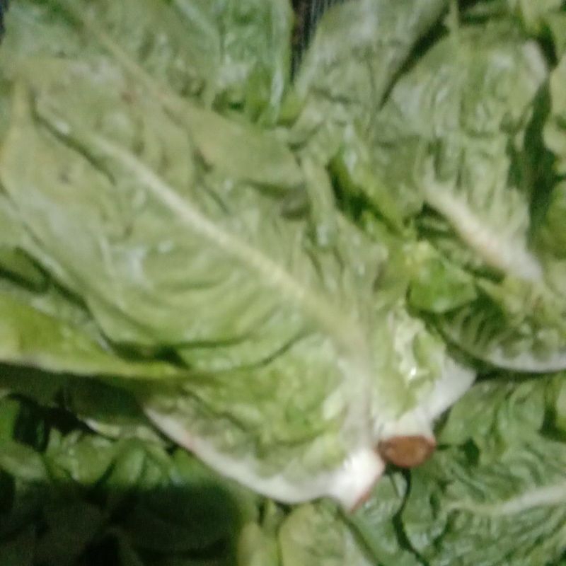 

SELADA ROMAINE SEGAR, LETTUCE ROMAIN