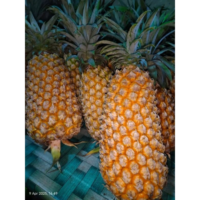

Nanas madu kelud kualitas super grade A Jumbo berat 1 kg lebih (cocok untuk selai nastar asam manis)