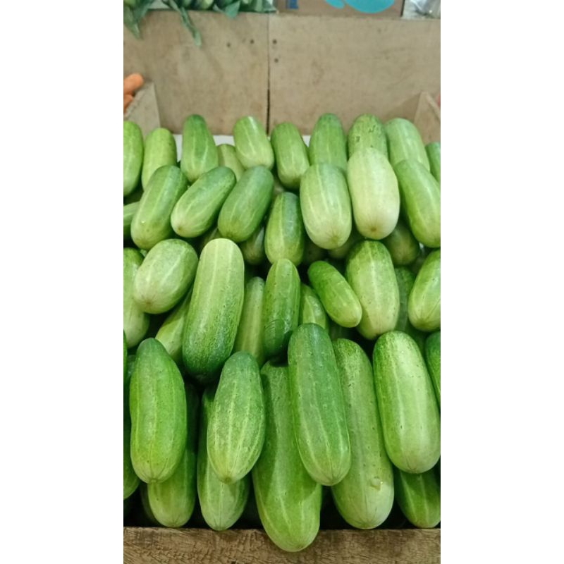 

sayur mayur timun 500gr 1kg