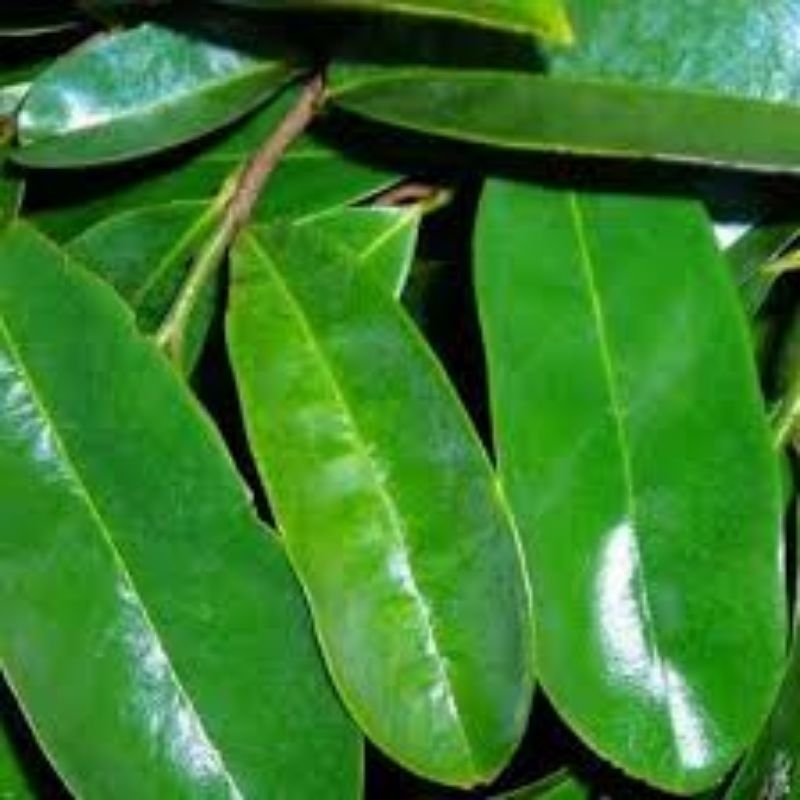 

daun sirsak 3 segar