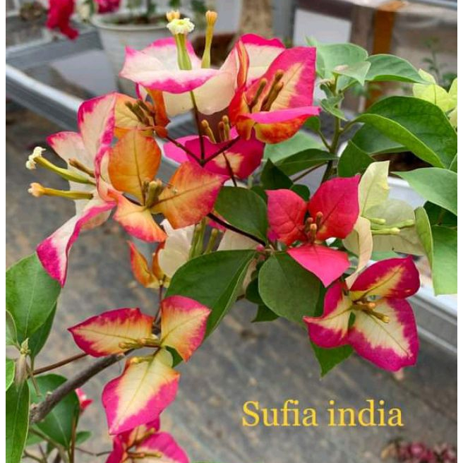 BUGENVIL SUFIA INDIA ORIAN | BUNGA BOUGENVILLE SUFIA INDIANA SUPER BERUALITAS CEPAT BERBUNGA
