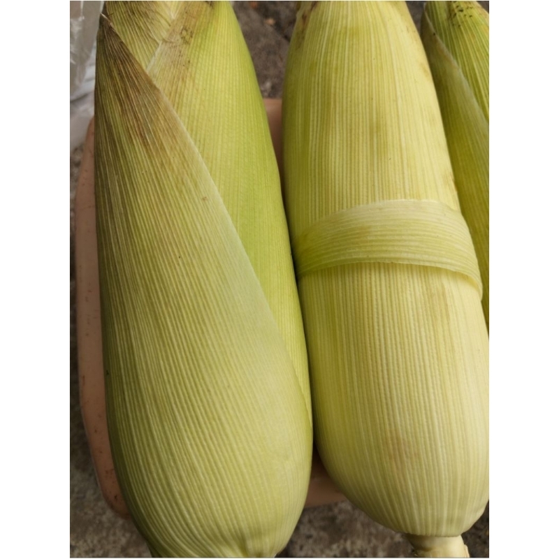 

Kirim Instan!!! Jagung